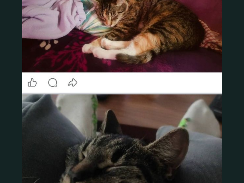 Zaginęły Dwie Kotki Bolesławiec