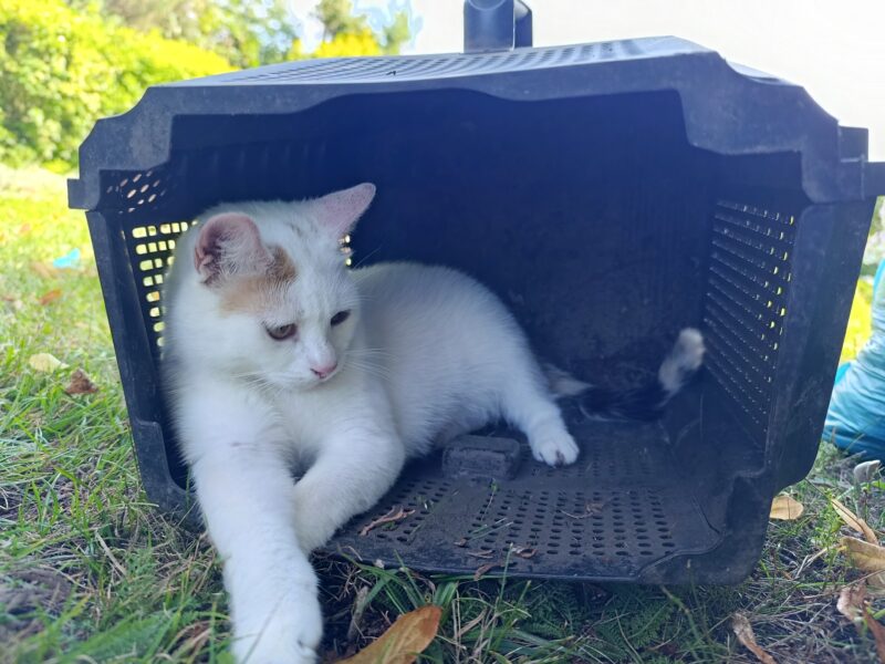 Poznań ul. Kutrzeby zaginęła Kotka Biana