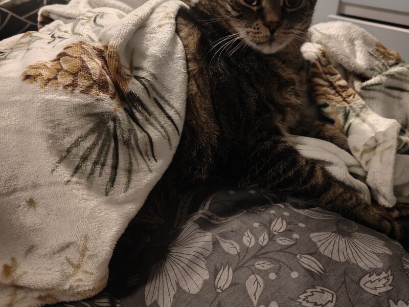 Zaginął Rokuś - okolice Mikołajek