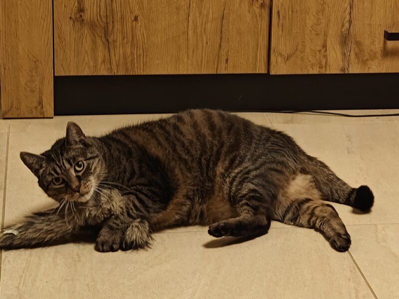 Zaginął Rokuś - okolice Mikołajek