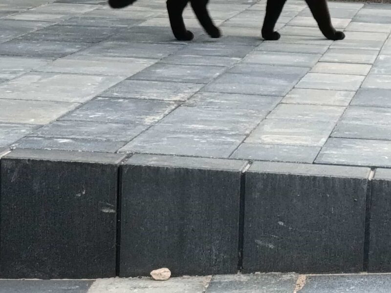 Zaginęła kotka Mamba