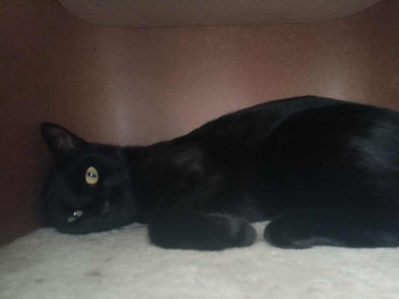 Zaginęła kotka Mamba