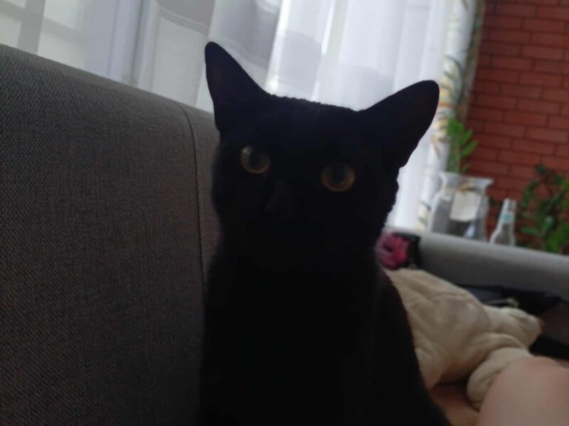 Zaginęła kotka Mamba