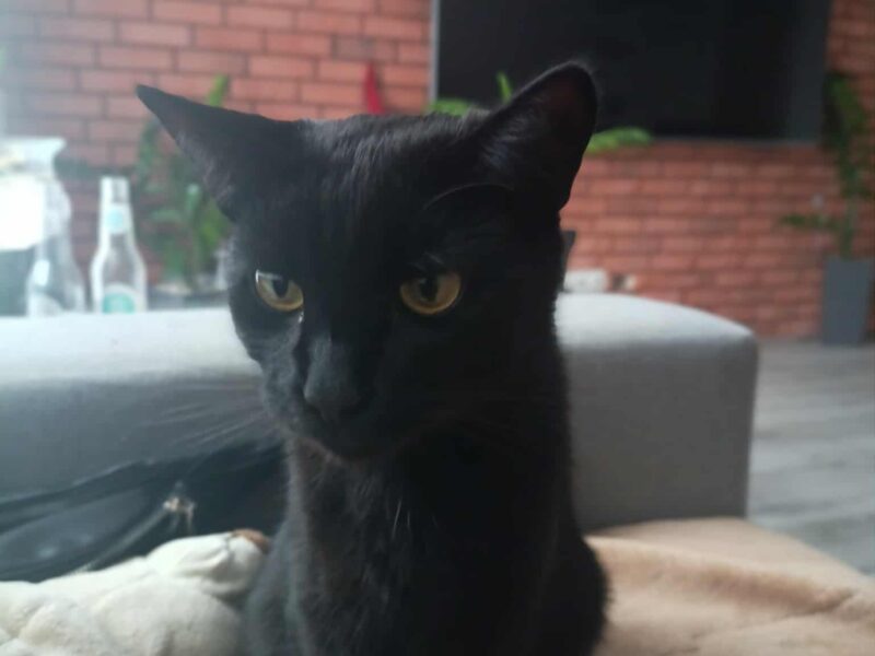 Zaginęła kotka Mamba