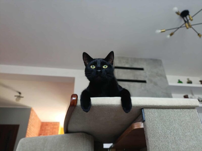 Zaginęła kotka Mamba