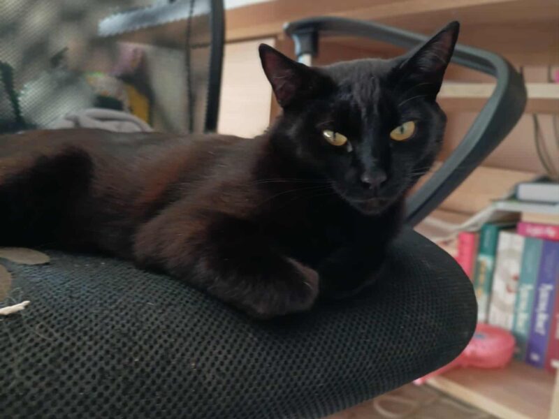 Zaginęła kotka Mamba