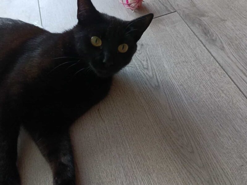 Zaginęła kotka Mamba