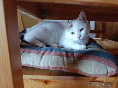 Poznań ul. Kutrzeby zaginęła Kotka Biana