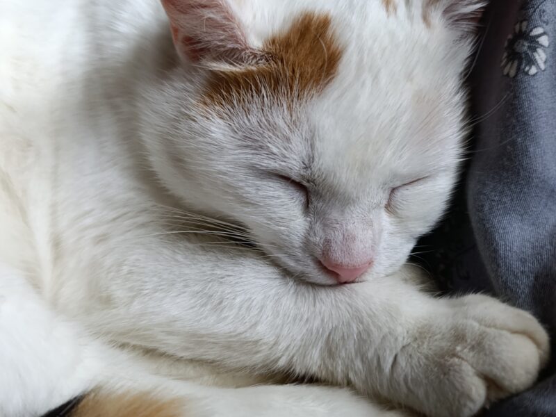 Poznań ul. Kutrzeby zaginęła Kotka Biana