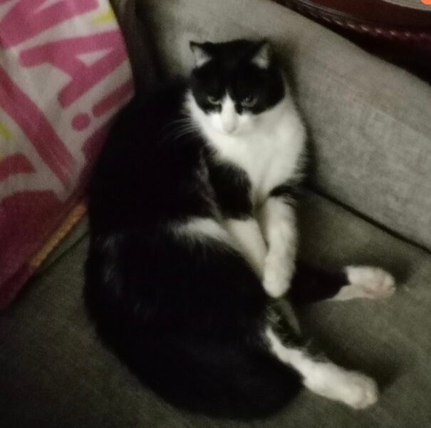 Zaginął czarno biały kot Antoni