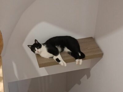 Zaginął czarno biały kot Antoni