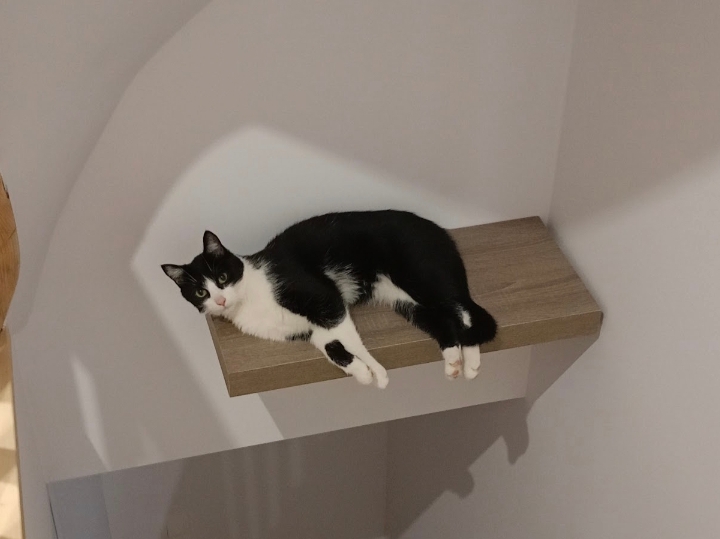 Zaginął czarno biały kot Antoni