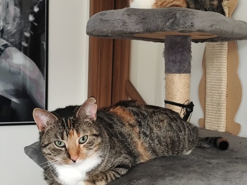 Zaginęła kotka Megan