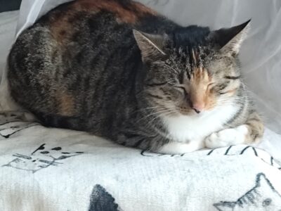 Zaginęła kotka Megan