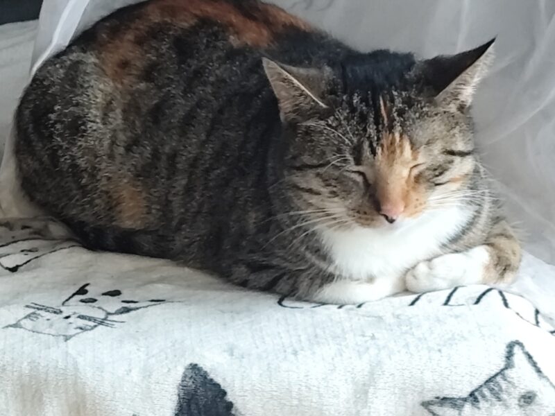 Zaginęła kotka Megan