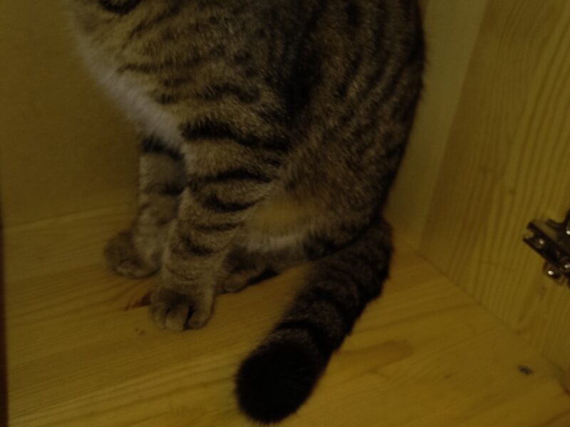 Kicia nie wróciła do domu