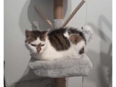 ZAGINĘŁA KOTKA WANDZIA