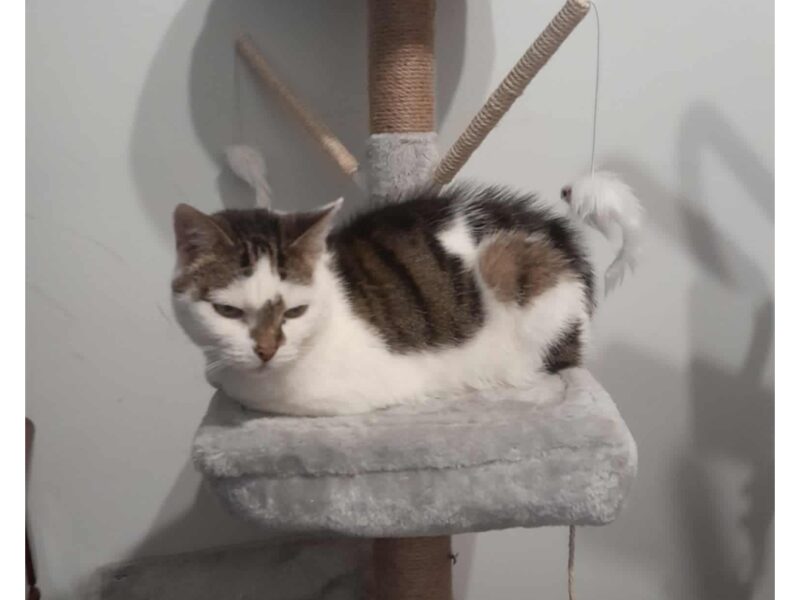 ZAGINĘŁA KOTKA WANDZIA