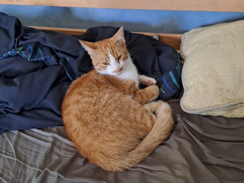 Zaginął rudo biały kot Maniek