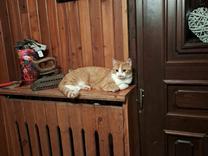 Zaginął rudo biały kot Maniek