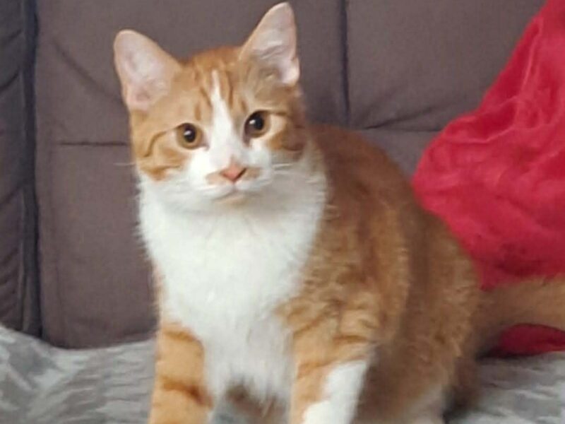 Zaginął rudo biały kot Maniek