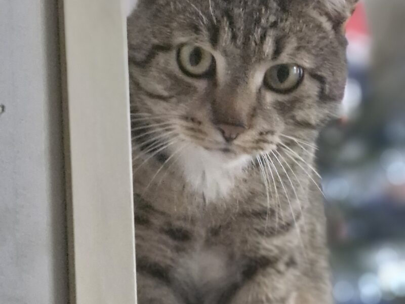 Zaginął kot Konnor