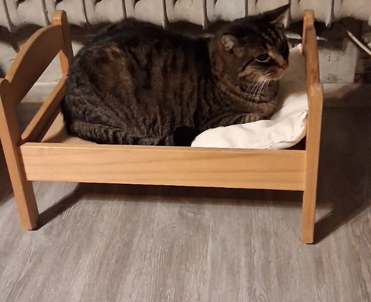 Zaginął kot Kacper