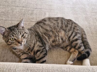 Zaginął kot Konnor