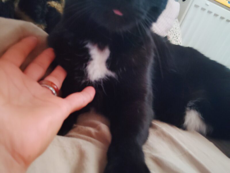 Zaginął kocur Gucio