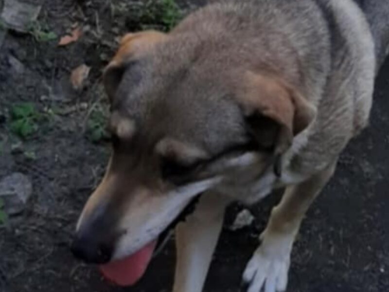 Skradziony pies z prywatnej posesji