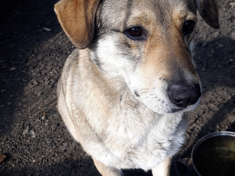 Skradziony pies z prywatnej posesji