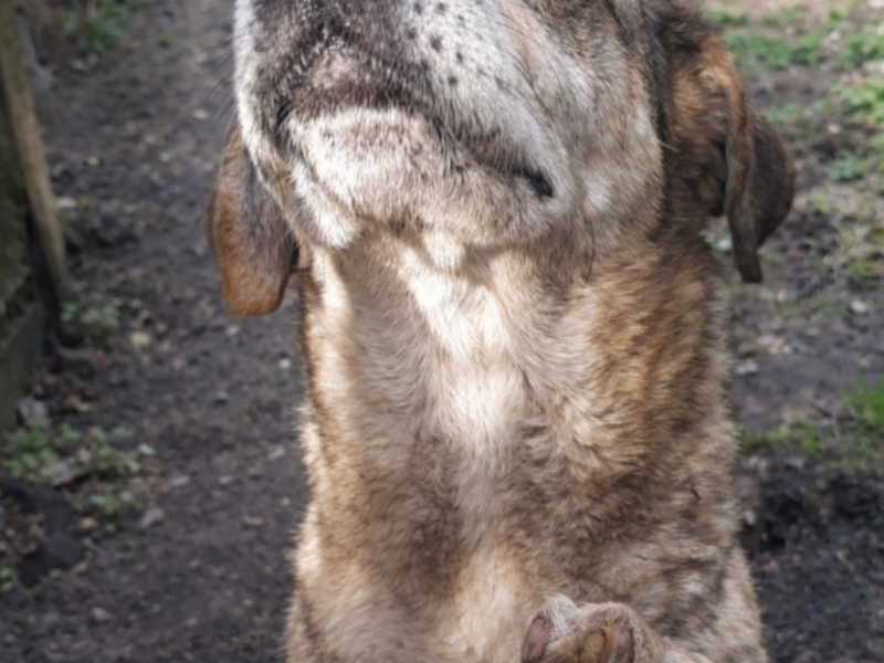 Skradziony pies z prywatnej posesji