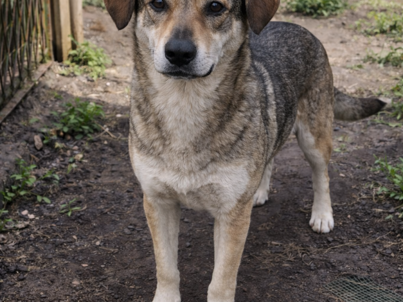 Skradziony pies z prywatnej posesji