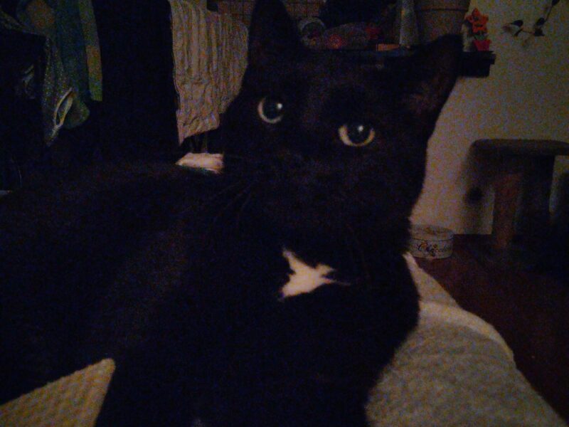 Zaginął kocur Gucio