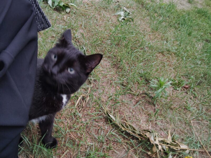 Zaginął kocur Gucio