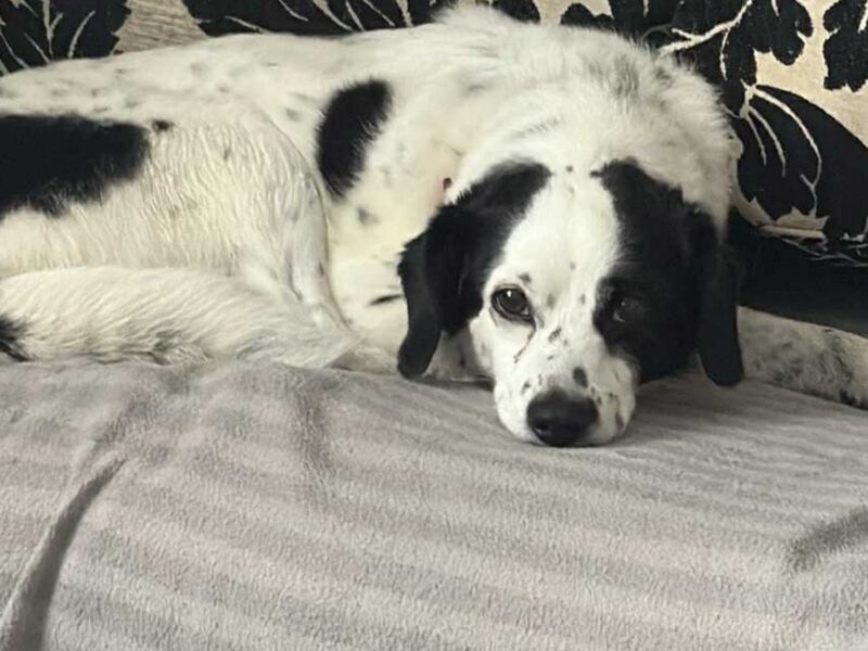 Zaginęła sunia Łatka