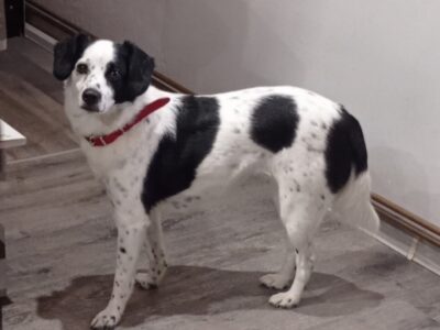 Zaginęła sunia Łatka