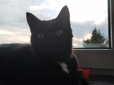 Zaginął kocur Gucio