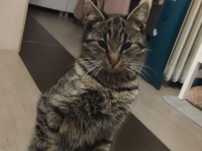 ZAGINĘŁA KOTKA BAJGIEL