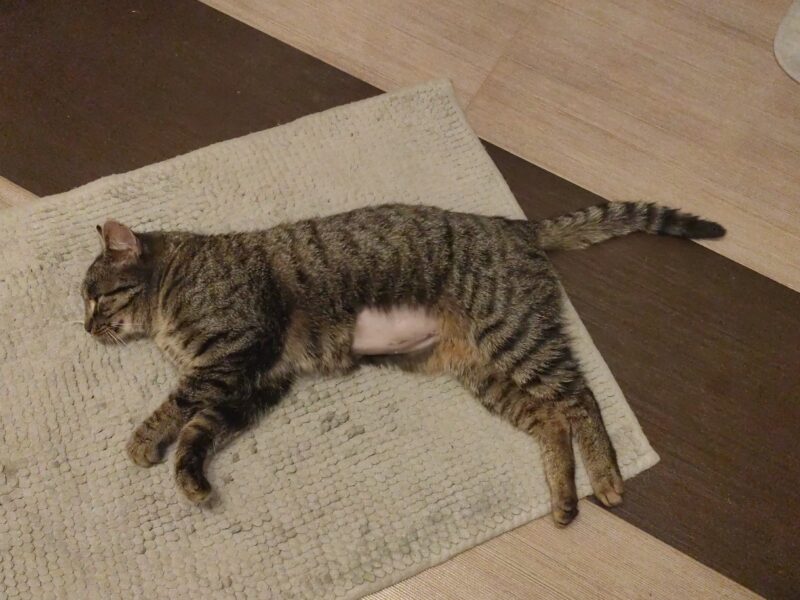 ZAGINĘŁA KOTKA BAJGIEL