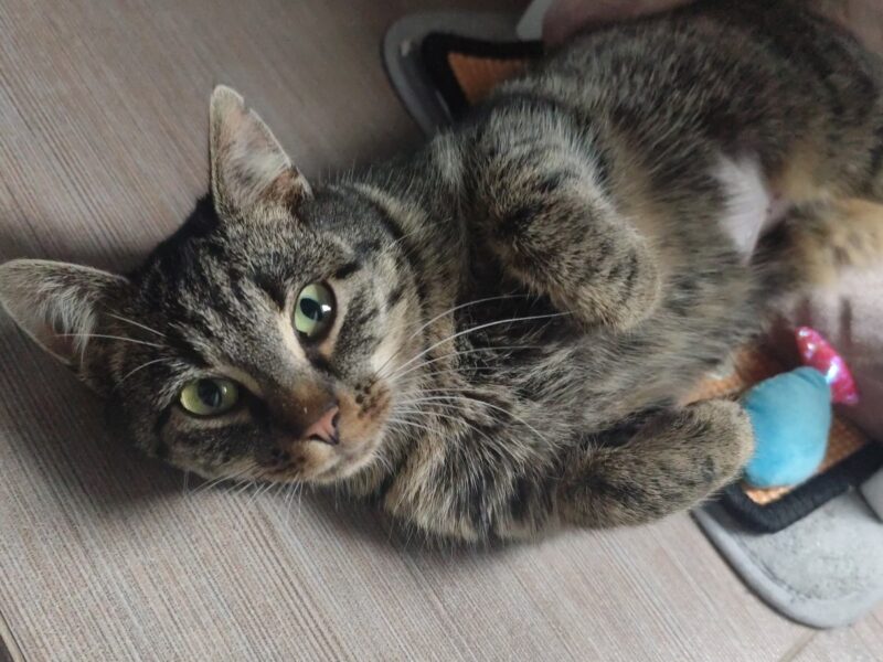 ZAGINĘŁA KOTKA BAJGIEL