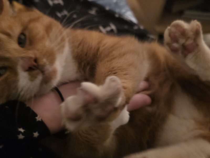 Zaginął kot Imbir / Wojtuś