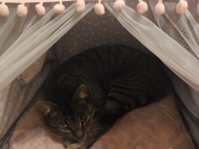 ZAGINĘŁA KOTKA BAJGIEL