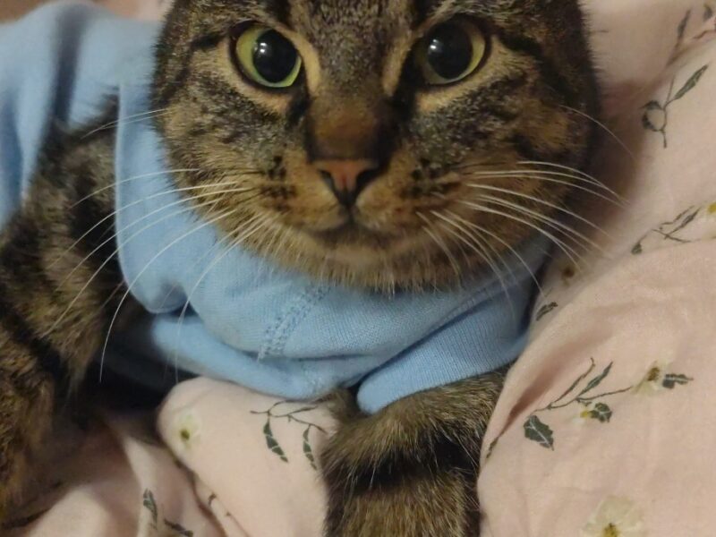 ZAGINĘŁA KOTKA BAJGIEL