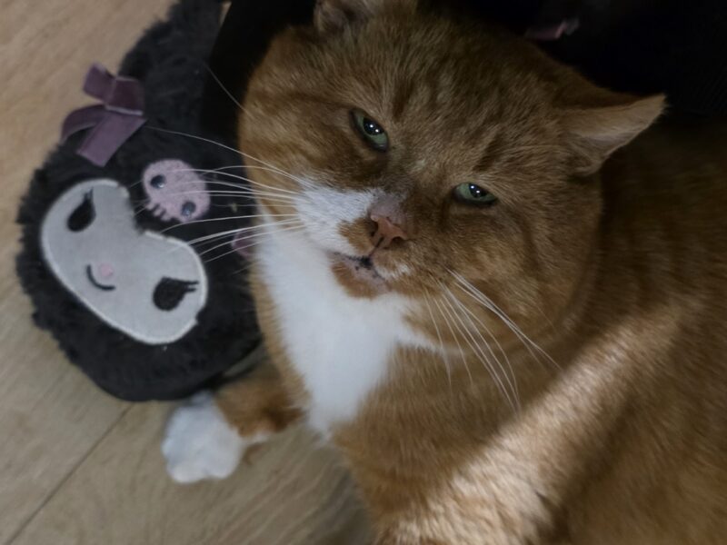 Zaginął kot Imbir / Wojtuś