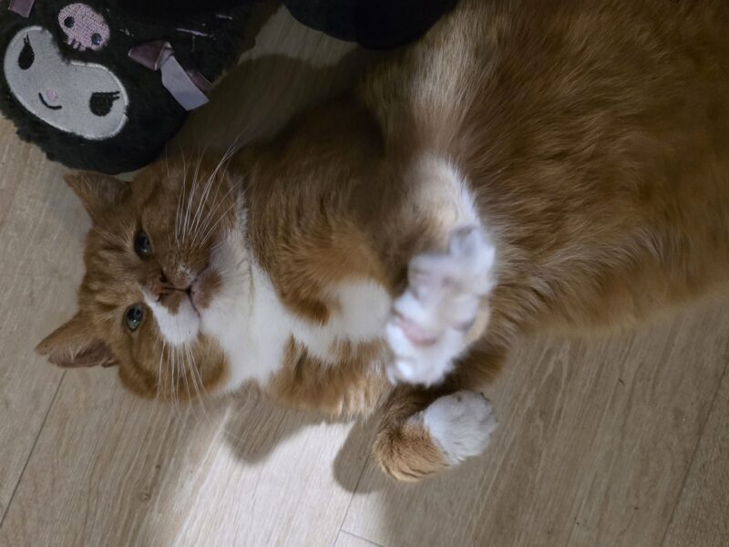 Zaginął kot Imbir / Wojtuś