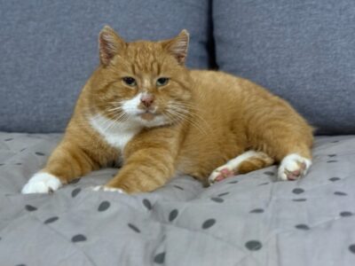 Zaginął kot Imbir / Wojtuś