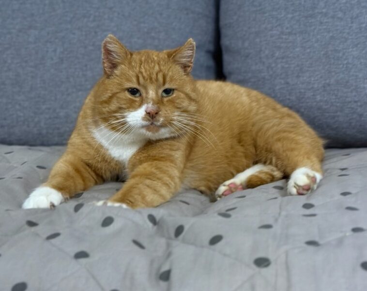 Zaginął kot Imbir / Wojtuś