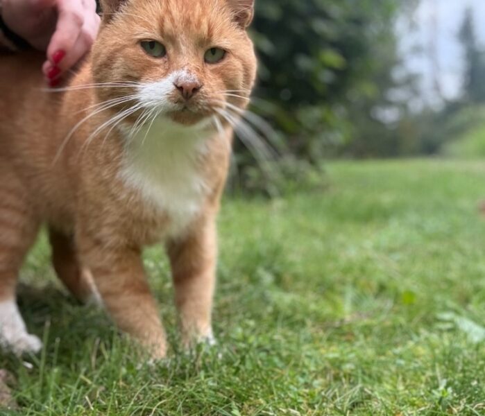 Zaginął kot Imbir / Wojtuś