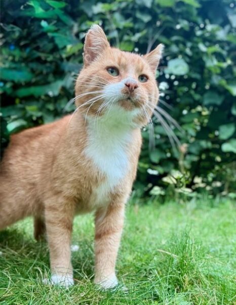 Zaginął kot Imbir / Wojtuś